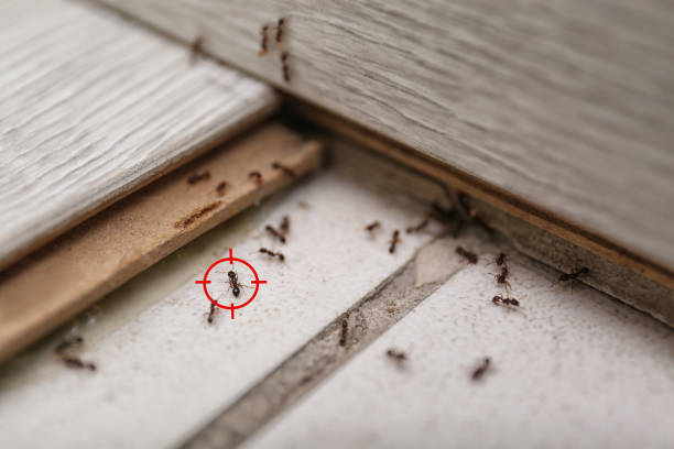 Best Affordable Pest Control Services  in Watkinsville, GA